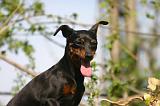 PINSCHER NAIN 139